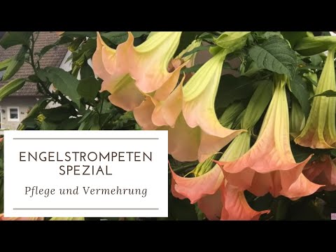 spathiphyllum düngen Einblatt | Spathiphyllum wallisii main image 0