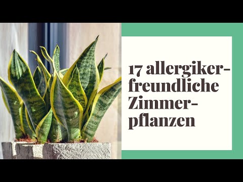 Zimmerpflanzen fr Allergiker  Darauf sollten Sie acht geben!