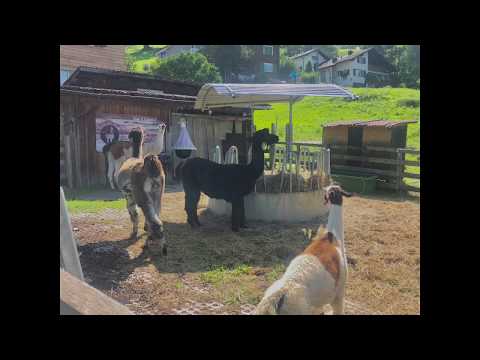 Lamas in the principality of Liechtenstein